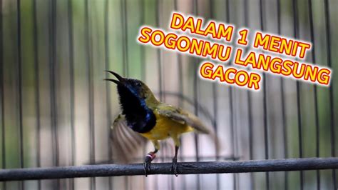 Pancingan Sogon Gacor Memanggil Lawansogon Gacor Dor Pancingan Emosi