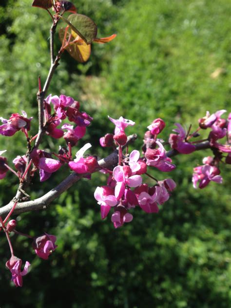 Western Redbud Trees Shrubs Of The Sunol Region Bioblitz