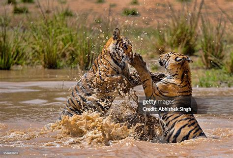 Tiger Cubs Playing High-Res Stock Photo - Getty Images