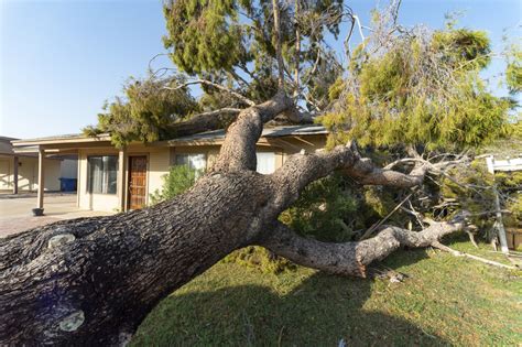 Looming Threats How Trees Can Endanger Your Roof