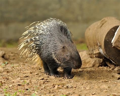 Crested Porcupine