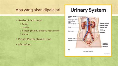 Anatomi Fisiologi Ginjal Pptx Free Download