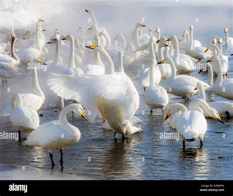 Whooper swans on frozen Lake Kussharo, Hokkaido Stock Photo - Alamy