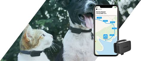 Avis Invoxia Pet Tracker Le Traceur Gps Longue Autonomie