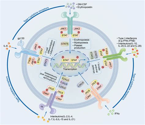 Frontiers The Interaction Between Autophagy And Jak Stat Signaling