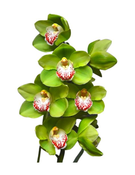 ORQUIDEA CYMBIDIUM VERDE LUVA Paisajismo