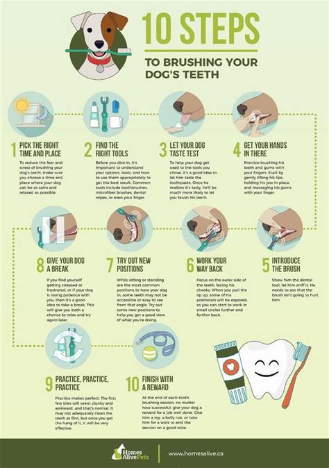 Caring For Your Dogs Teeth 2023 Dog Dental Care Guide In 2023 Dog