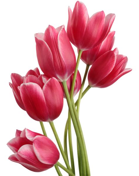 Tulip Png Image Purepng Free Transparent Cc0 Png Image Library