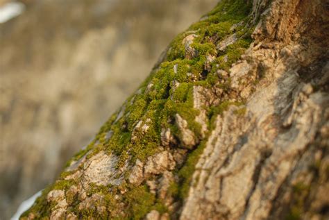 Images Gratuites arbre la nature forêt Roche branche plante