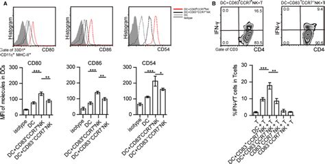 Cd83⁺ccr7⁺ Nk Cells Promote Dc Maturation And Ifn‐γ Secretion In T