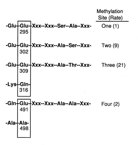 Interactions Between The Methylation Sites Of The Escherichia Coli Aspartate Receptor Mediated