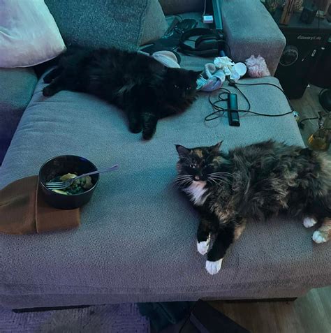 Lane county sheriff oregon alerts are keeping residents safe 13