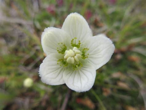 Parnassia Palustris Northern Grass Of Parnassus Flickr