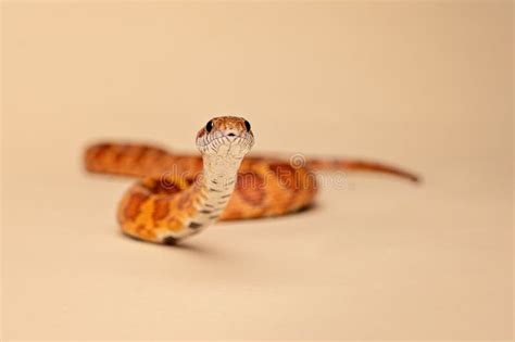 Corn Snake Being Fed a Mouse Stock Image - Image of feeding, close ...