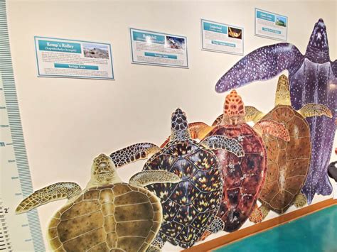 Sea Turtle Inc: Marine Life Conservation on South Padre Island