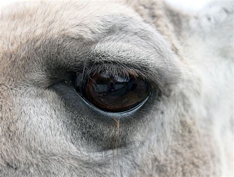 White Llama Eye Closeup Stock Photo - Download Image Now - Animal ...