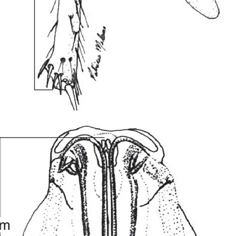 Pdf Biologia E Parasitismo De Trichogramma Atopovirilia Oatman And Platner E Trichogramma