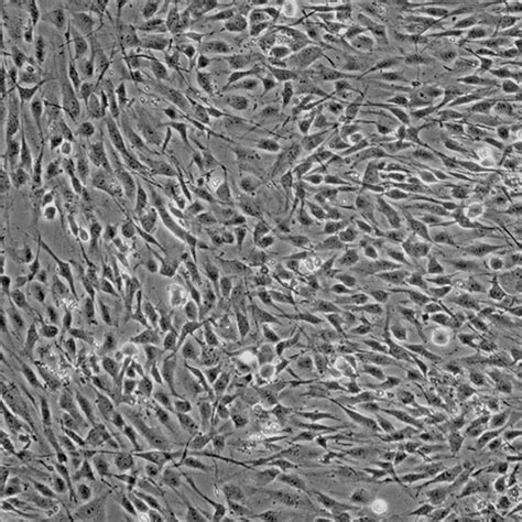 Human Osteoblasts Calvarial Cells Online