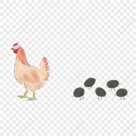 Chicken Hen Color Chicken Sticker Farm PNG Transparent Image And