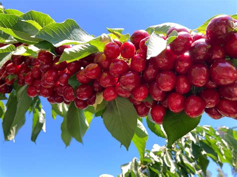 Cerezas qué hacer postcosecha para recuperar óptimamente tus huertos