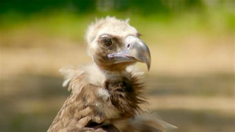 Go Wild Series 2 Aneeshwar And Lizzie 18 Vulture And Brittlestar