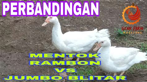 PERBANDINGAN MENTOK RAMBON VS MENTOK JUMBO BLITAR YouTube