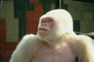 Photos: Snowflake the Albino Gorilla | Albino Animals | Live Science