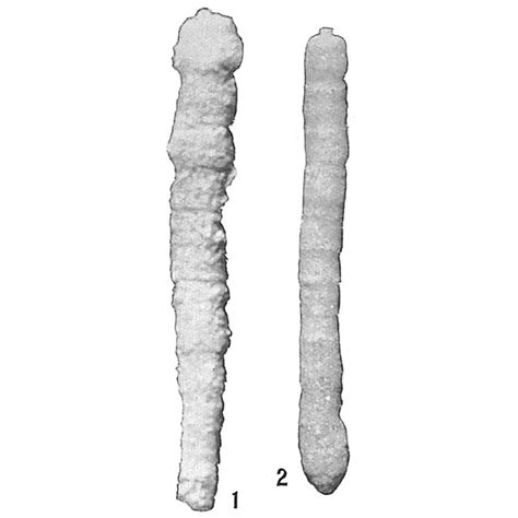 Pseudoclavulina Mexicana Unknown None Recent Holocene Quaternary