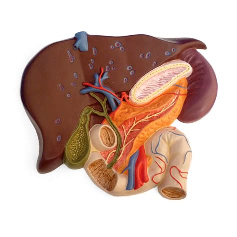 Liver With Gall Bladder Pancreas And Duodenum Model Health And Care