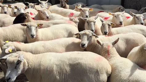 New Zealand lamb exports increase in June (down in H1) - Agriland.ie