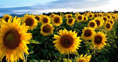 Sunflower Seed Germination, Time, Temperature, Process | Agri Farming