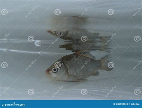 Silver Prussian Carp Carassius Auratus Gibelio In The Water Stock