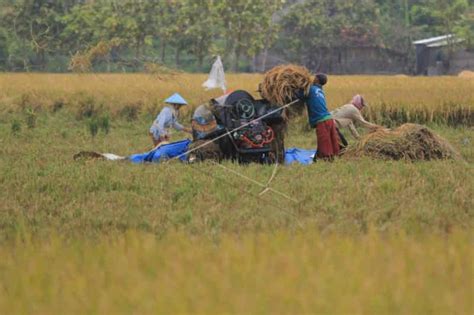 Indonesia Bisa Jadi Masa Depan Lumbung Pangan Dunia