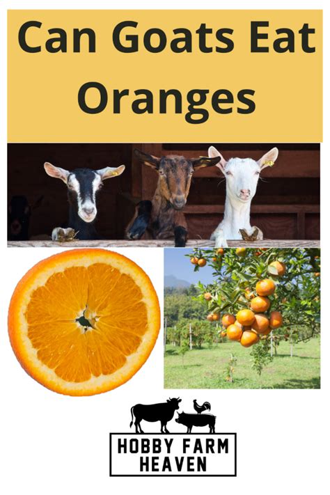 Can Goats Eat Oranges Hobby Farm Heaven