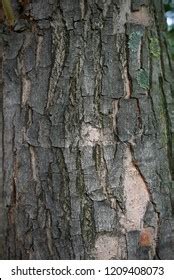 Acer Saccharinum Bark Close Stock Photo 1209408073 | Shutterstock