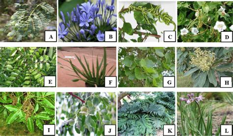 South African medicinal plants with promising ACE inhibitory activity ...