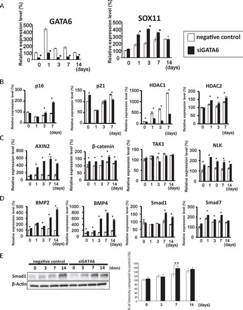 Gata6 Affects The Expression Of Sox11 And Senescence Related Genes