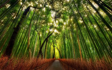 Bamboo Forest Road Wallpaper 1920x1200 29152