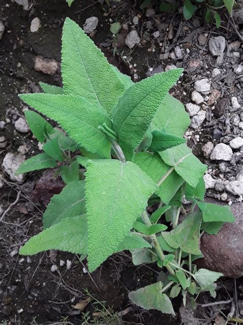 Salvia Sagittata Arrowleaf Sage North Carolina Extension Gardener