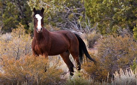 Hd Wallpaper Mustang Wild Horse In Nature Originated By Spanish