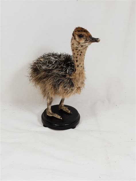 Ostrich Chick Full Body Montage Struthio Camelus Catawiki