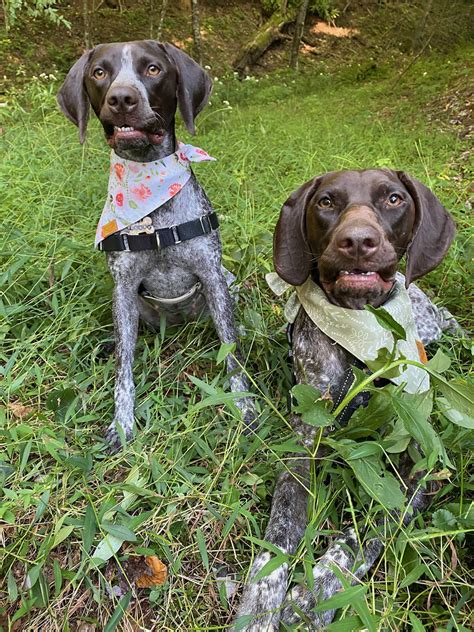 Meet Jane Goodall and Gerty Cori. : r/germanshorthairs