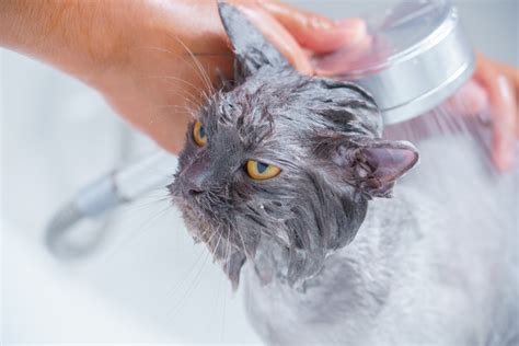 6 Ways To Reduce Your Cats Shedding Jojo Pets