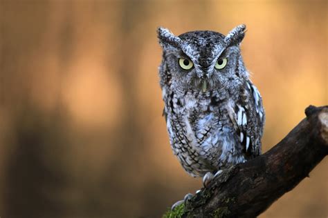 Eastern Screech Owl - Orange County Audubon Society