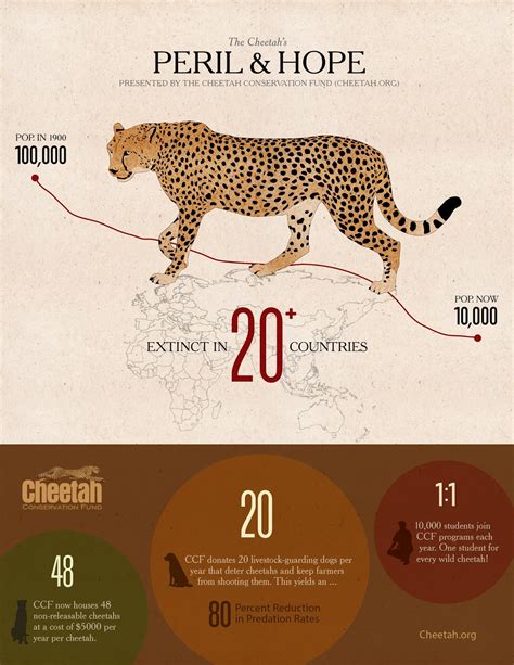 Cheetah News: The Plight of the Cheetah: Infographic