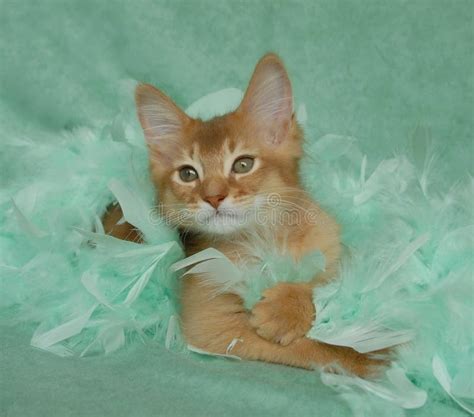 Sorrel Somali Kitten Stock Image Image Of Pedigree Feathers 10245699