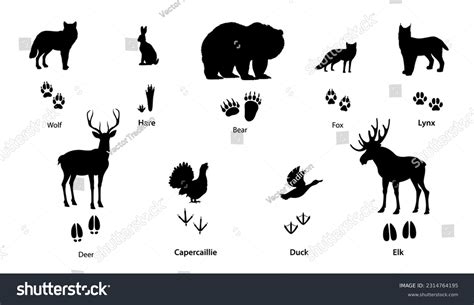 Best Elk Tracks Royalty-Free Images, Stock Photos & Pictures | Shutterstock