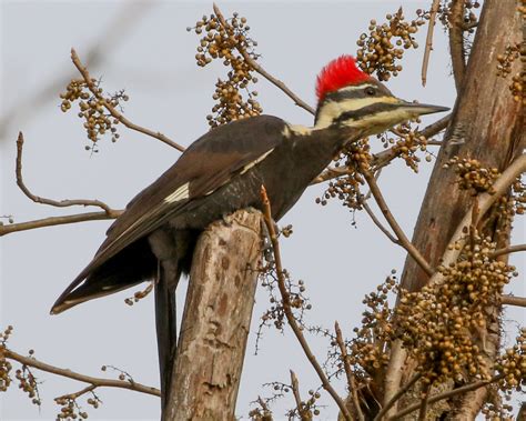 Pileated Woodpecker In Tree At Muscatatuck National Wildlife Refuge