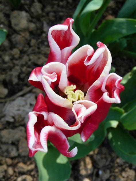 Tulipe Elegant Crown Surprenante Tulipe Parc Floral Crown