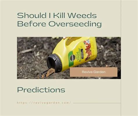 Should I Kill Weeds Before Overseeding Predictions Revive Garden